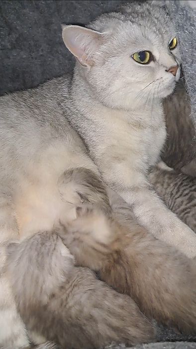 Британська срібна шиншила кошенята преміум класу