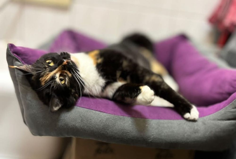 4 letnia  cudowna plamka do adopcji