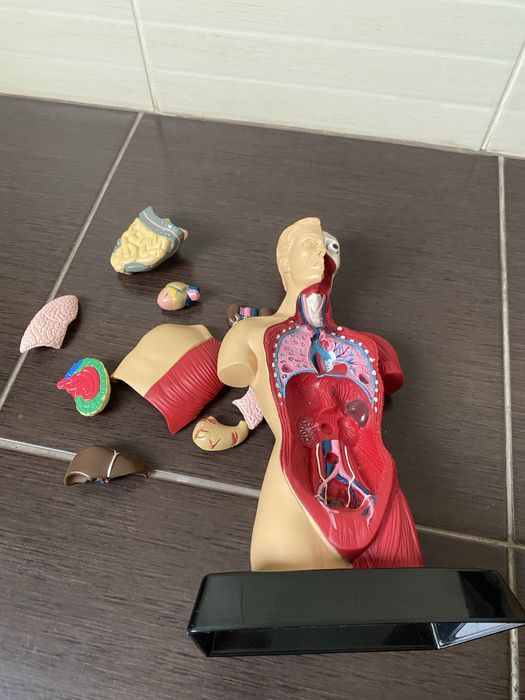 Торс  анатомии человеческого тела Humbrol Model Kit England