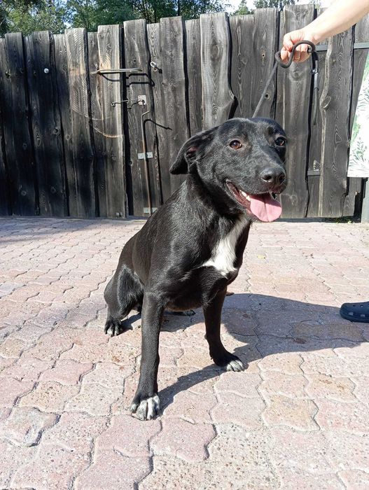 Tolek - super psiak szuka domu