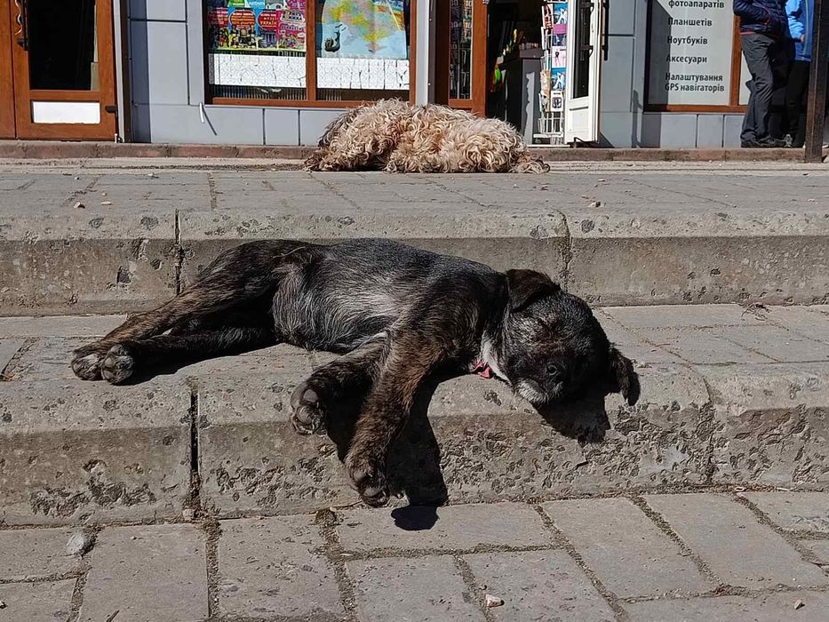 Дівчинка Джус в добрі руки