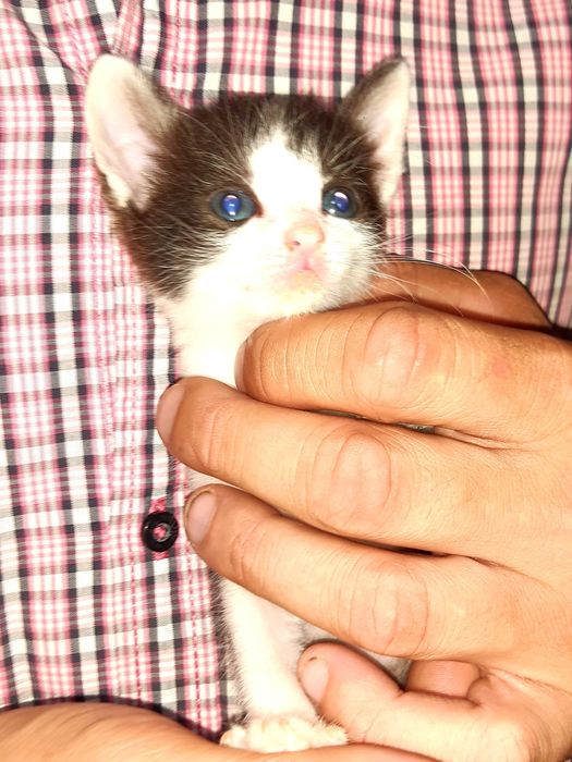 Котики, кошенята в хороші руки, 2 хлопчики