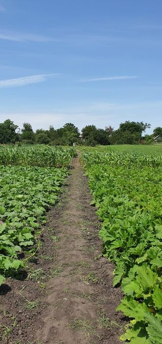 Продам дом в с. Хащевое