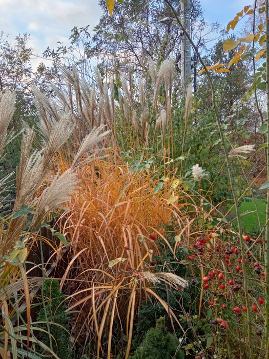 Miskant Chiński Trawa Ozdobna
