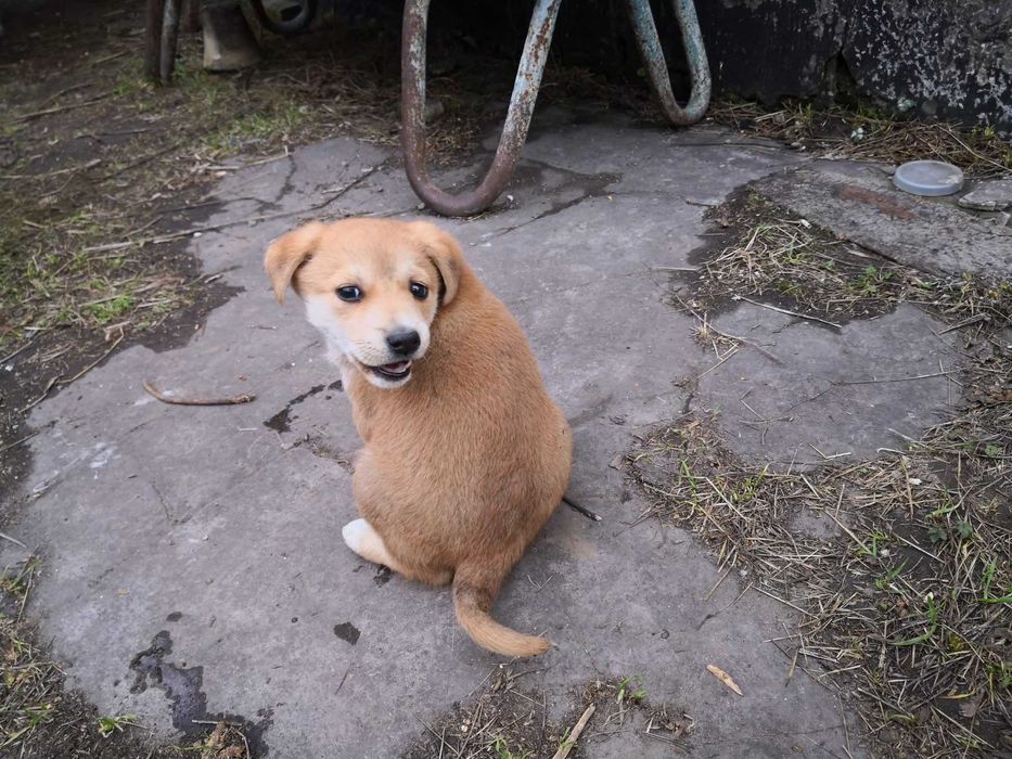 Маленький лобрадорчик