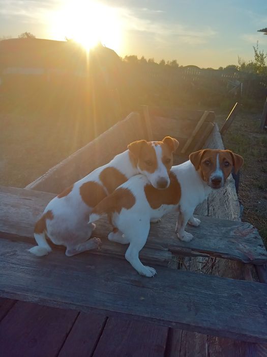 Продається цуценя Джек Рассел Тер'єр
