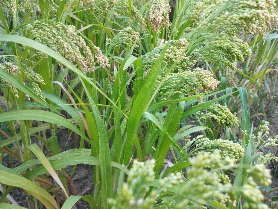 Milho Paínço, Millet, biológico, Panicum miliaceum