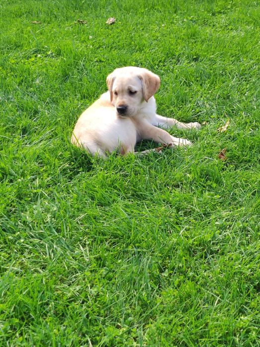 śliczny piesek labrador rodowód