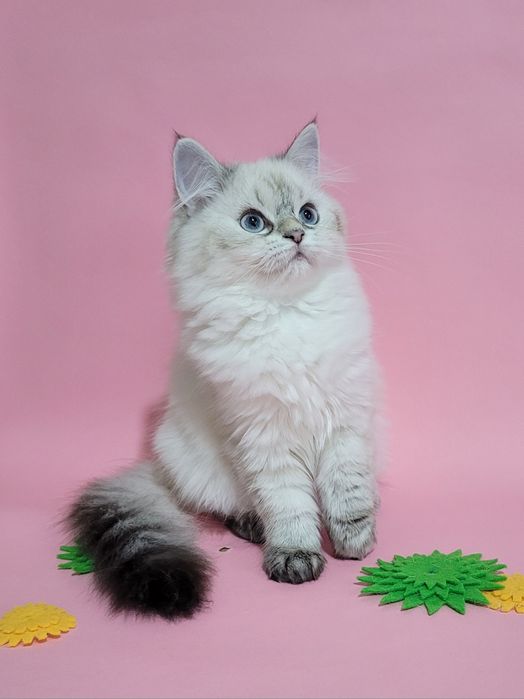 Британські кошенята золота шиншила поінт