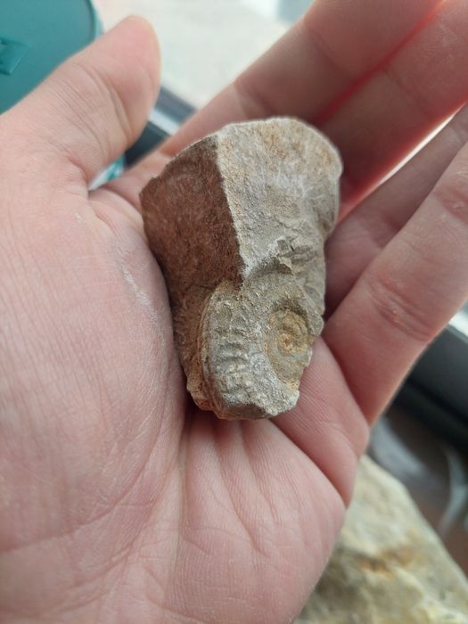 Fóssil amonite Jurássico