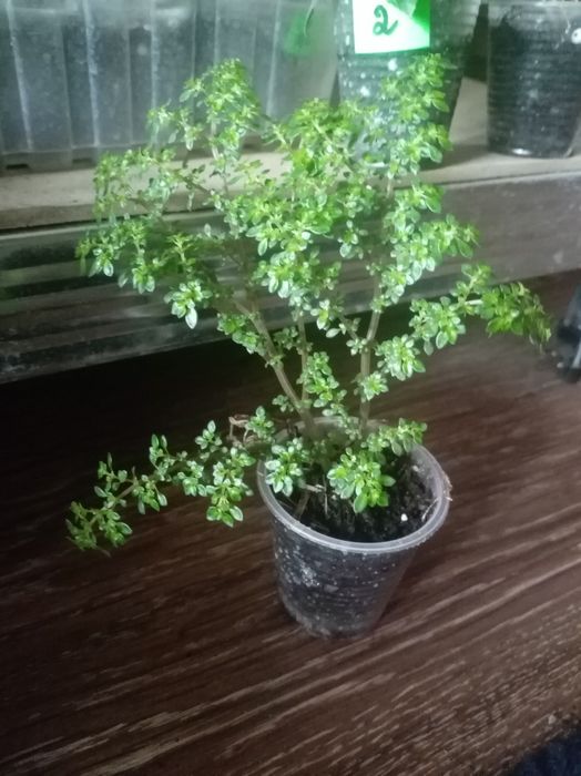 Пілея дрібно листова