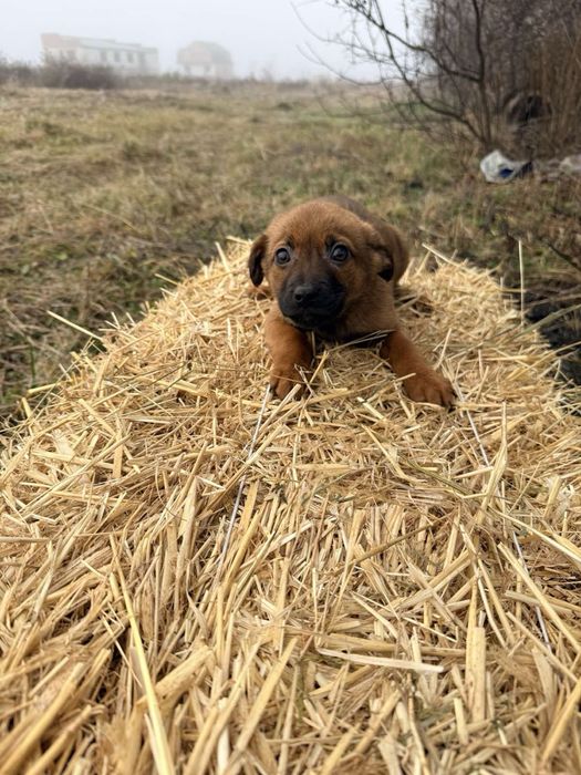 Цуценя собаченята шукають домівку