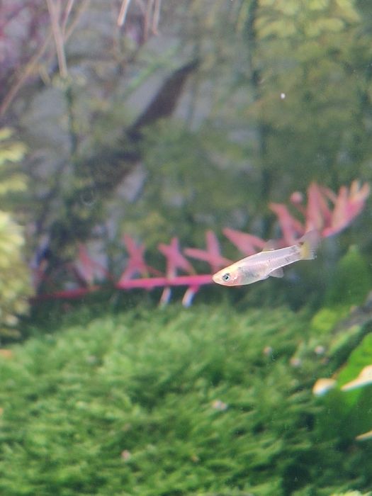 Camarões  azuis e amarelos