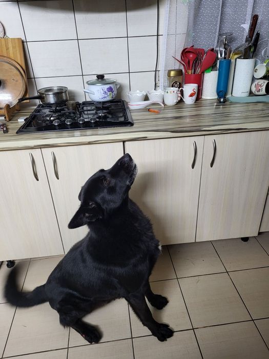 Вязка европейський німецький вівчар