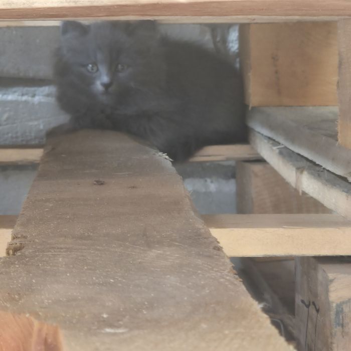 Котята /кошенята шукають дім