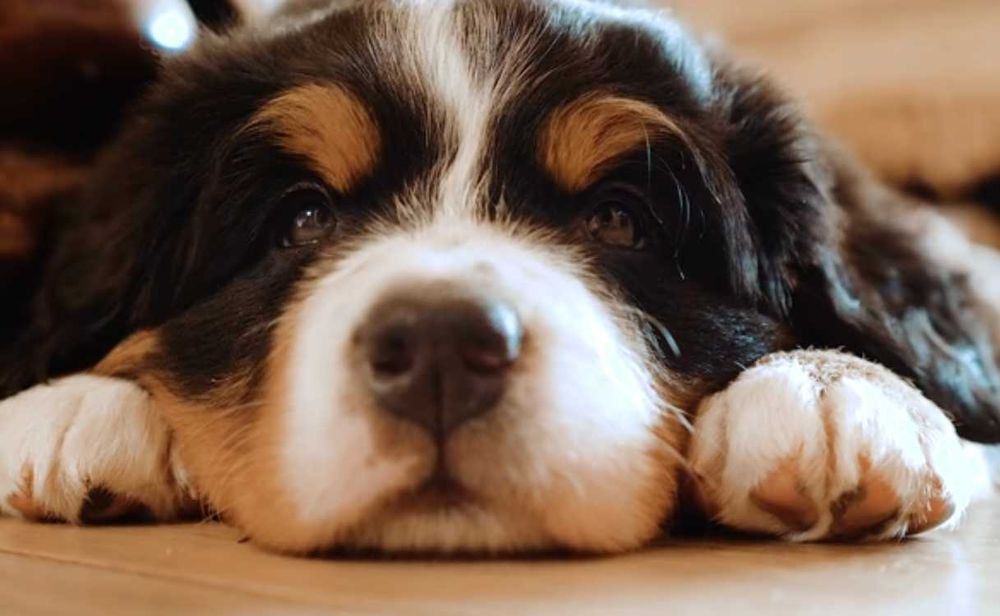 Berneński Pies Pasterski - LOLEK - Johnikowo