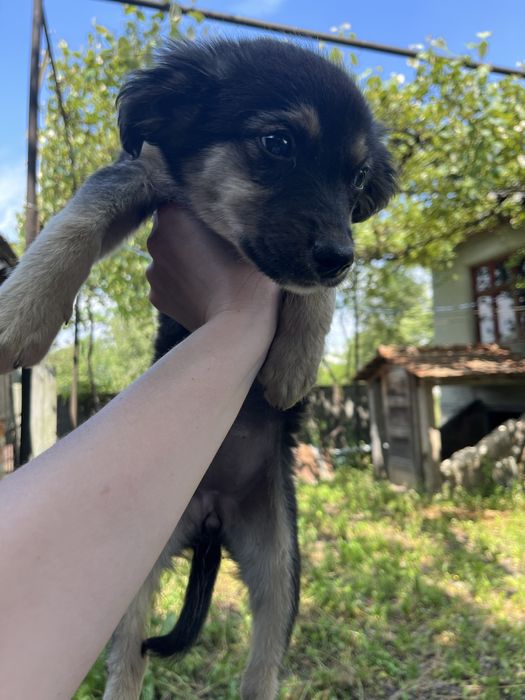 Віддам собачку.