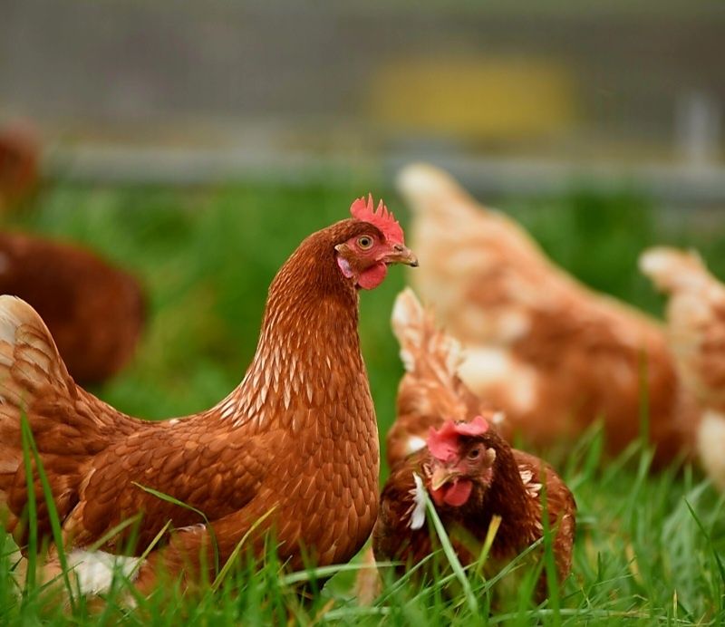 Jajka jaja kurze naturalne ekologiczne jaja jaja z wolnego wybiegu