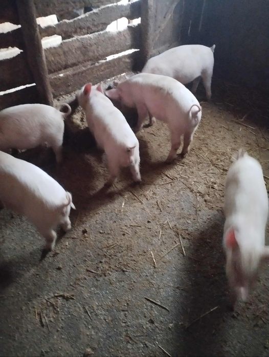 Продам поросят Велика Біла-Ландрас 15-18 кг