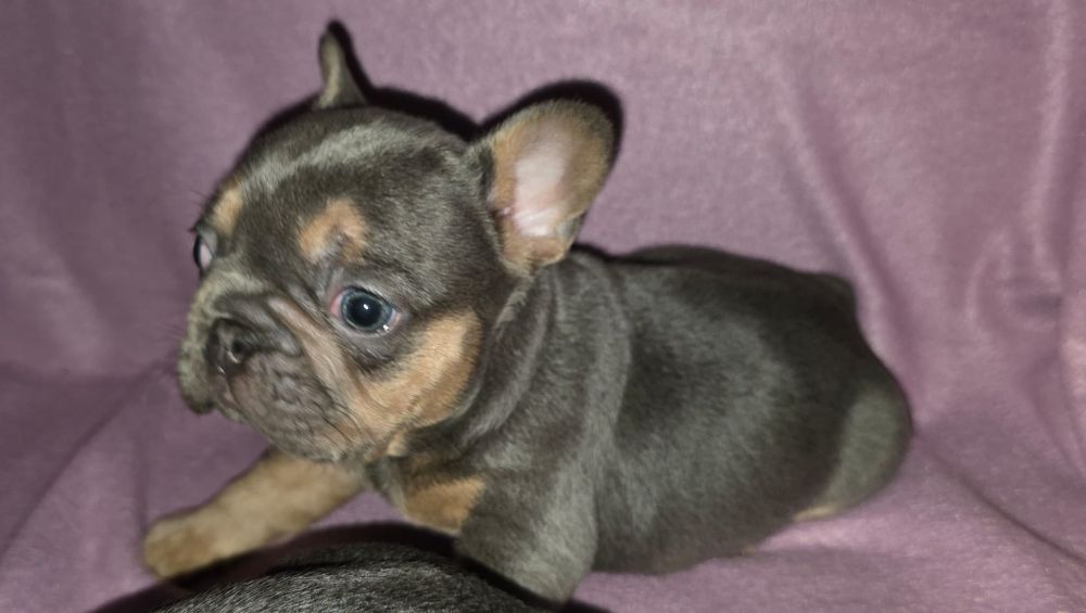 Bulldog frances compacto e lindo