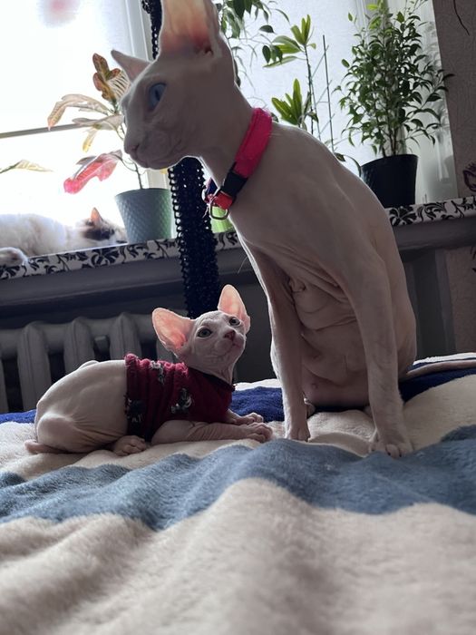 Котенок канадский сфинкс