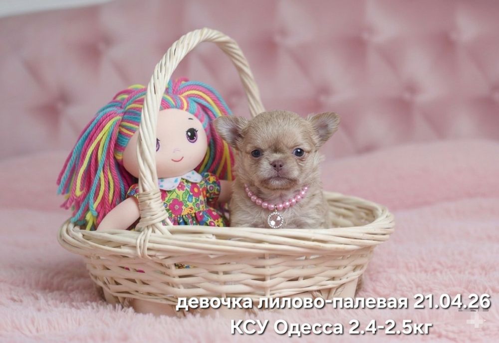 Прелестная леди лилово-палевая КСУ