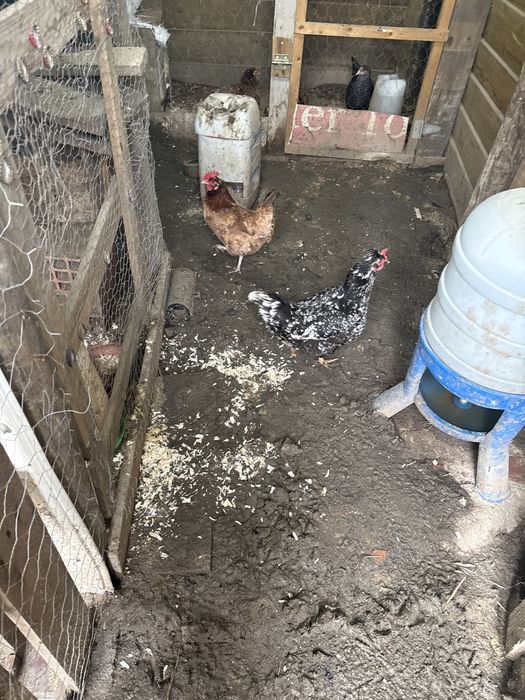 ovos de galinhas raças cruzadas