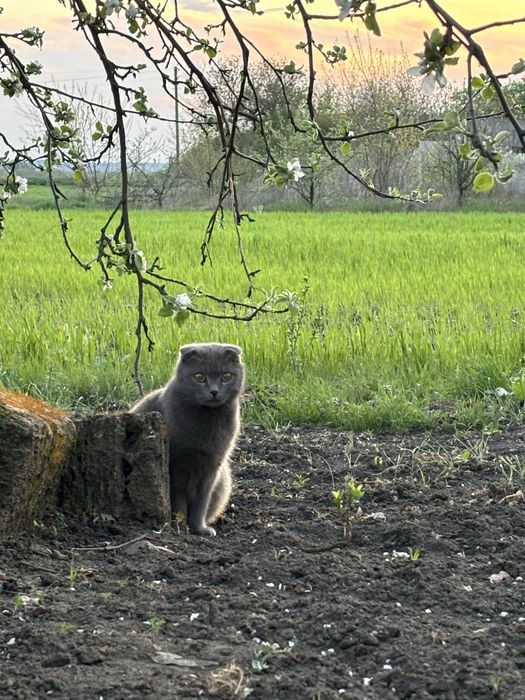 Віддам шотландську висловуху кішечку