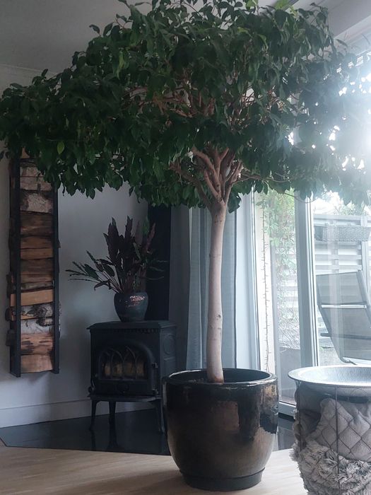 Drzewo Figowiec Benjamina