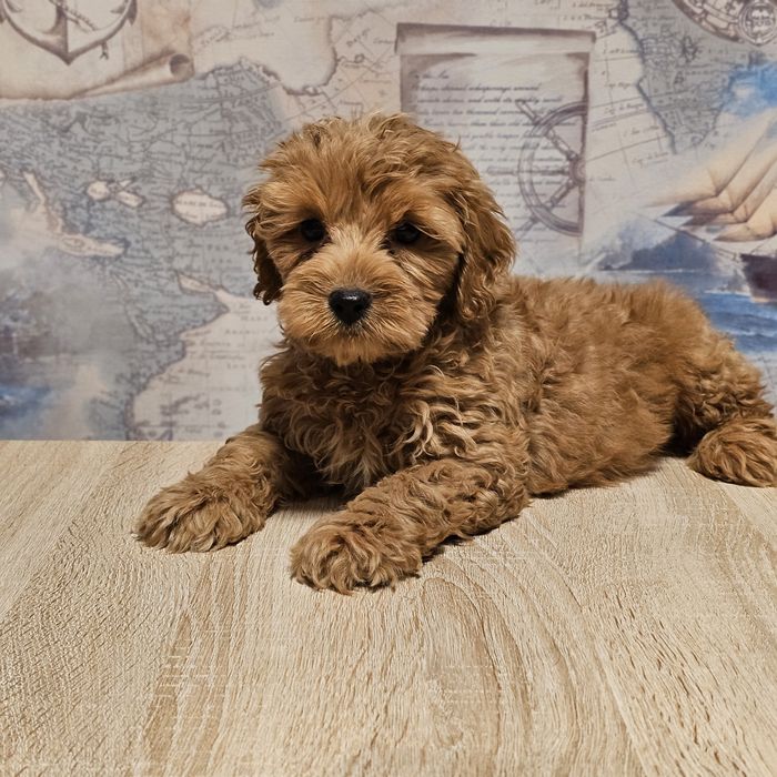Распродаем щенков мальтипу
