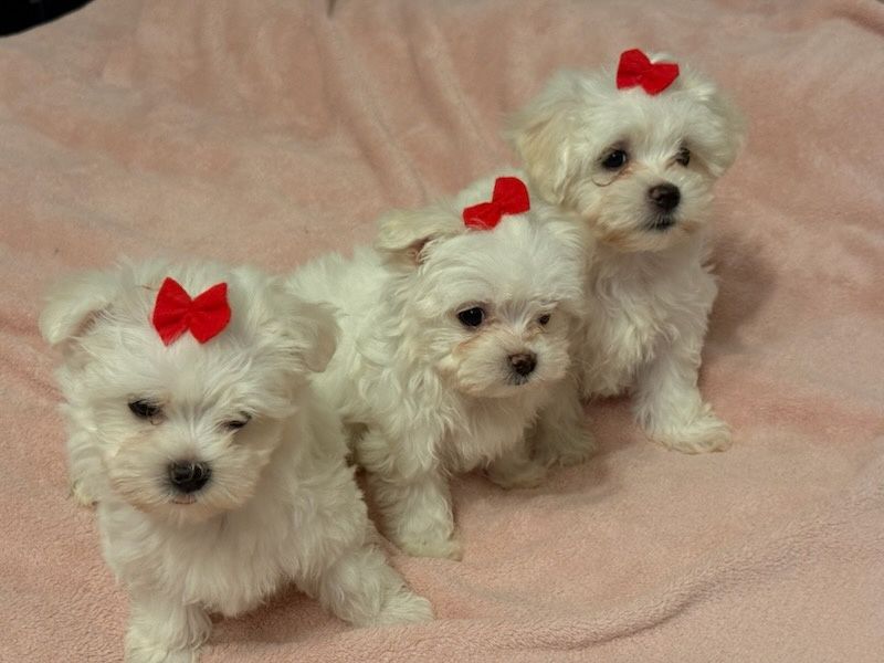 Szczeniak  Maltańczyk z rodowodem.