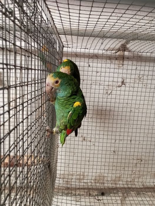 Casal reprodutor amazonas barbadensis