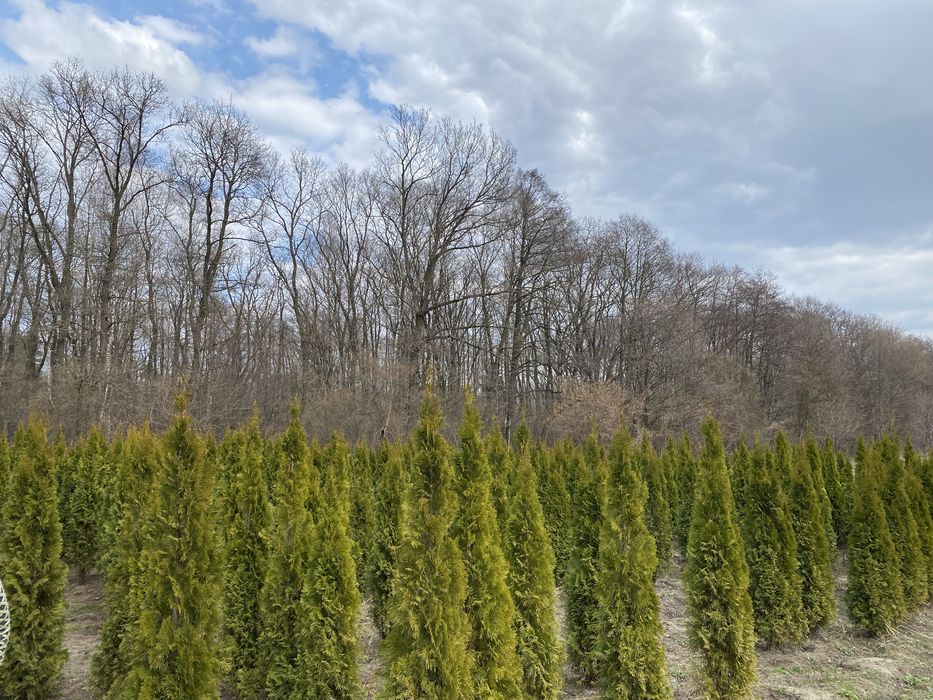 Смарагд  1,8 - 500грн 2-550грн 2,2-650 грн