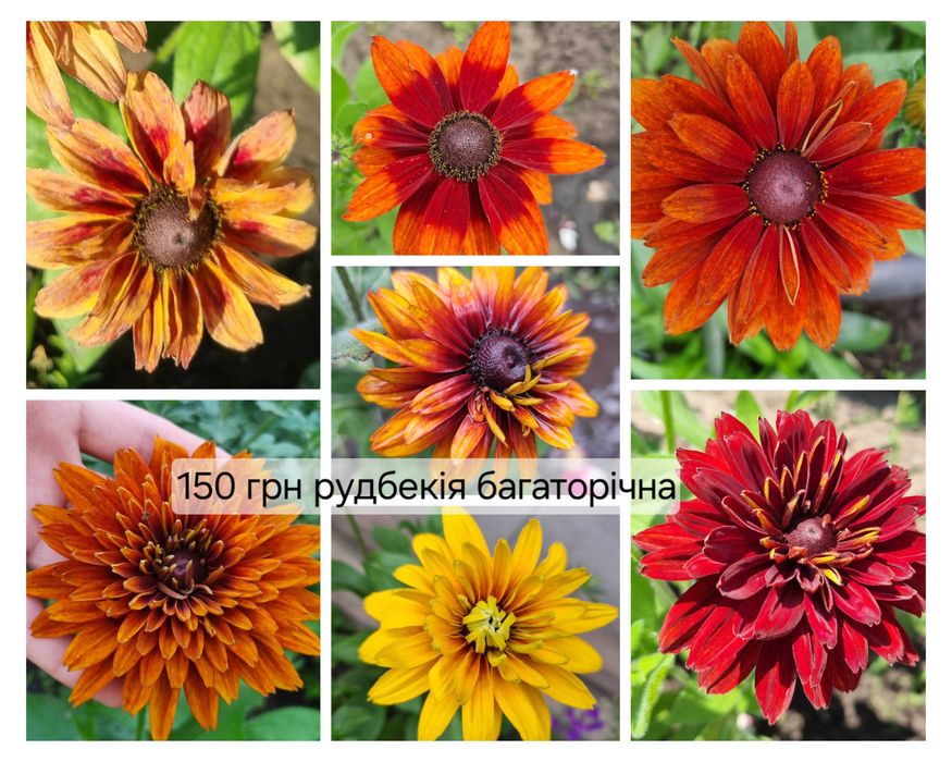 Вебраскум саженцы цветов многолетних