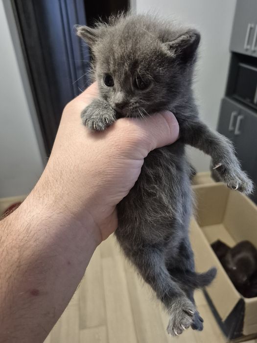 Віддам котиків в добрі руки!