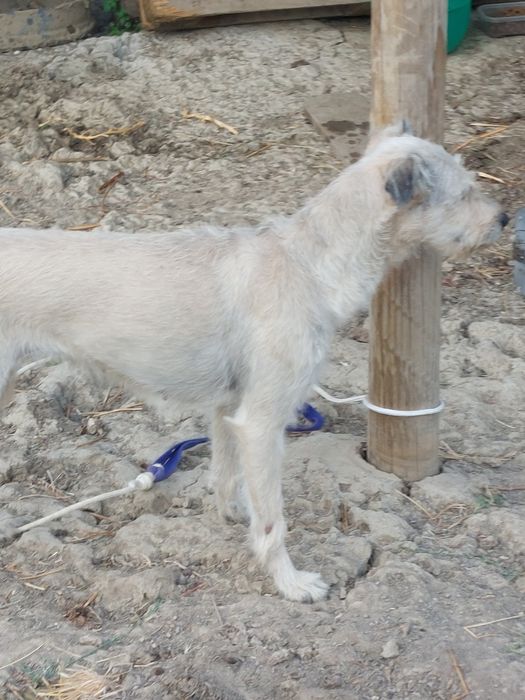 Dá-se cadela com 4 anos