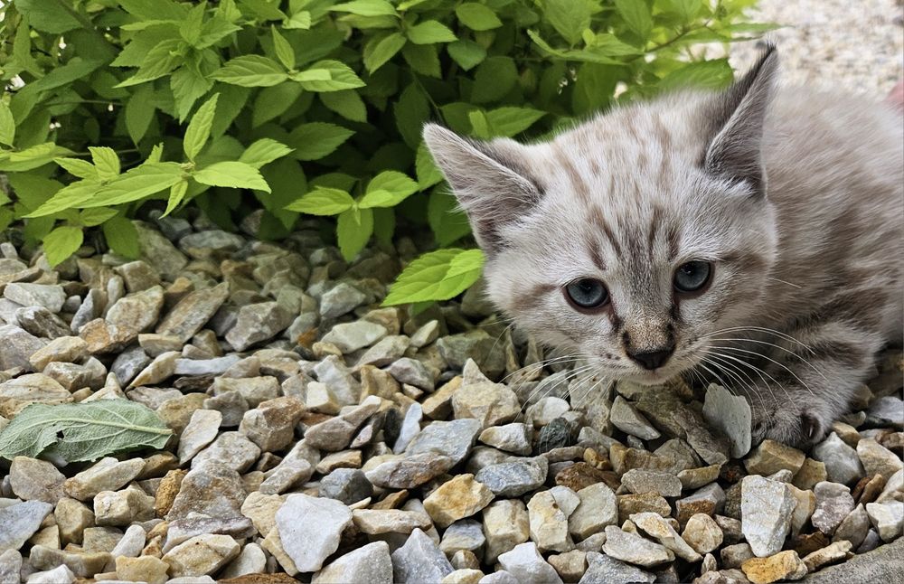 Кошеня шотландське мраморне