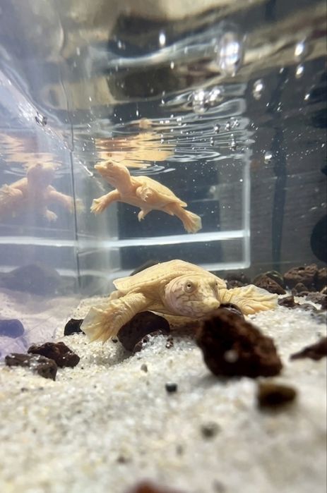 Żółwiak chiński albino Pelodiscus sinensis albino