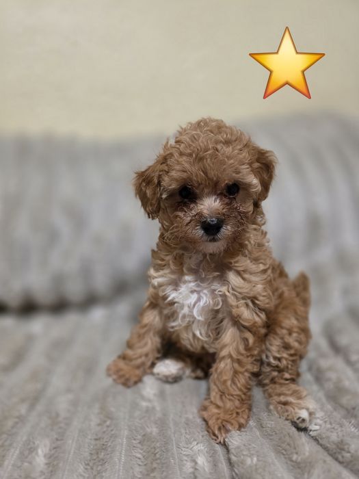 Do sprzedania  2 suczki pudelek toy