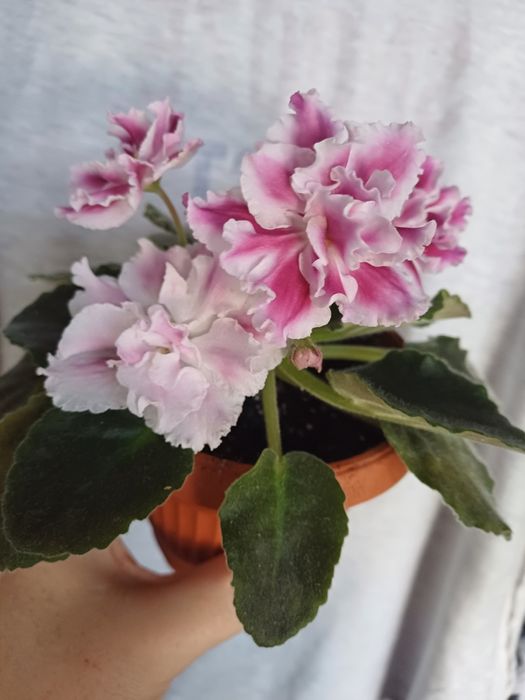 Фиалка красавица