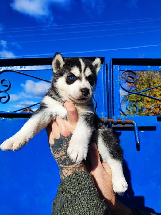 Сибірський хаскі -