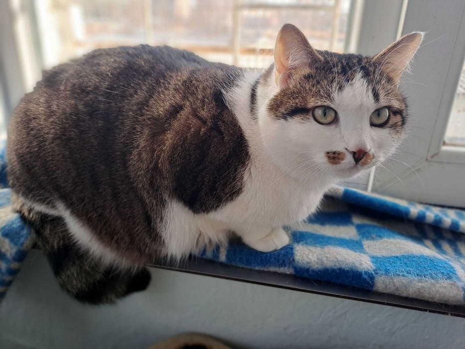 Дуже потрібен дім