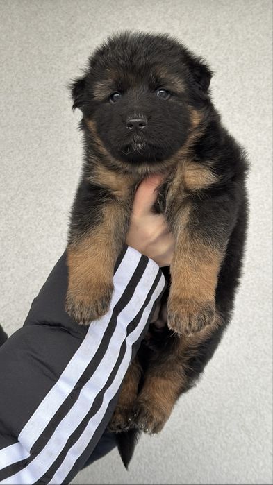 Цуценятка німецької вівчарки КСУ