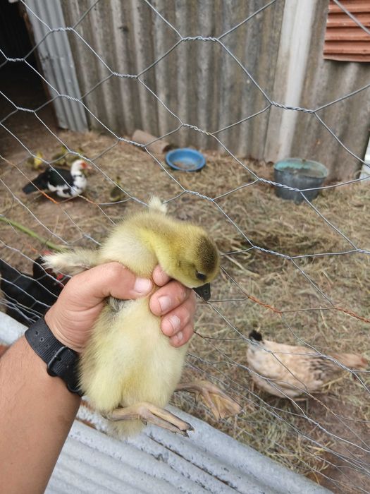 Vendo gansos pequenos