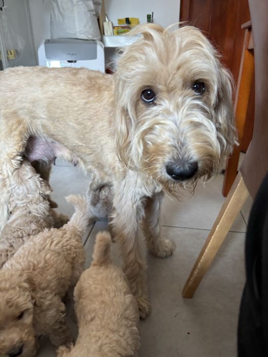 Goldendoodle F1b