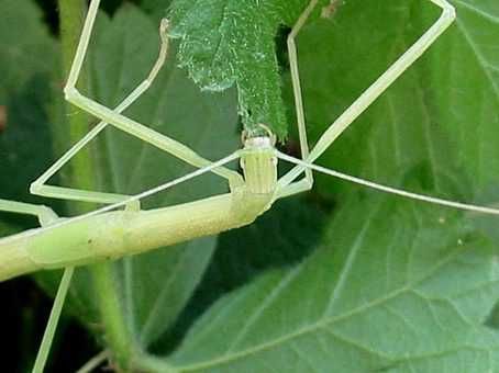 Patyczak skrzydlaty Sipyloidea sipylus straszyki
