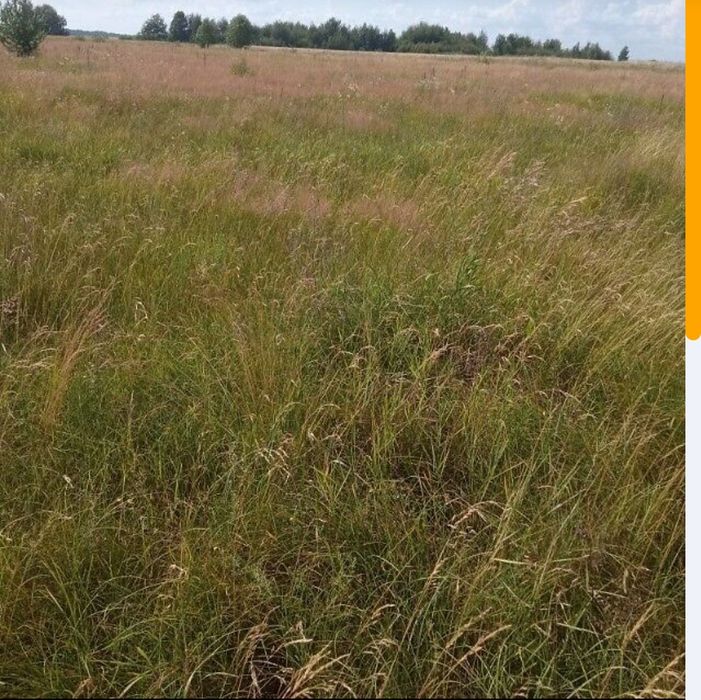 Гаряча пропозиція, Небрат, ділянка 55 соток осг, торг!