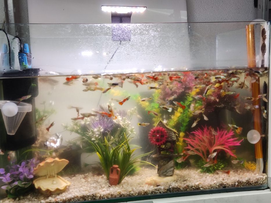 Guppys grande variedade