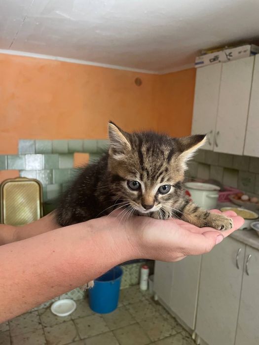 Віддам кошенят у добрі руки