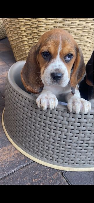 Beagle Tricolor! Wybitne z rodowodem!!